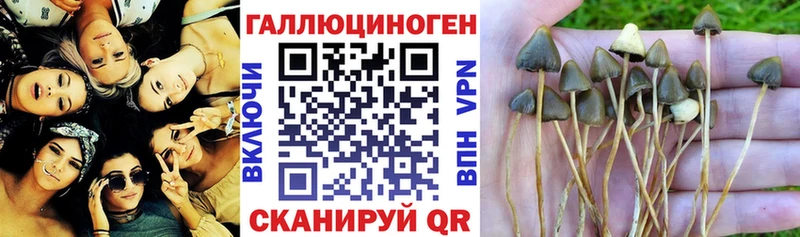 Псилоцибиновые грибы GOLDEN TEACHER  Купить закладки  Котельнич 